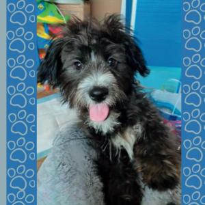 Composition book/C8: Notebook/Cuerno