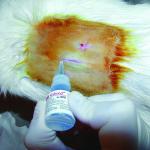 3M Vetbond Tissue hesive 0.1 oz (3 mL) – Fast-Acting Veterinary Wound Glue for Pets, Surgical-Gre Skin hesive Sealant with Blue Tint for Precise Application, Includes Reusable Applicator Tips