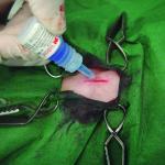 3M Vetbond Tissue hesive 0.1 oz (3 mL) – Fast-Acting Veterinary Wound Glue for Pets, Surgical-Gre Skin hesive Sealant with Blue Tint for Precise Application, Includes Reusable Applicator Tips